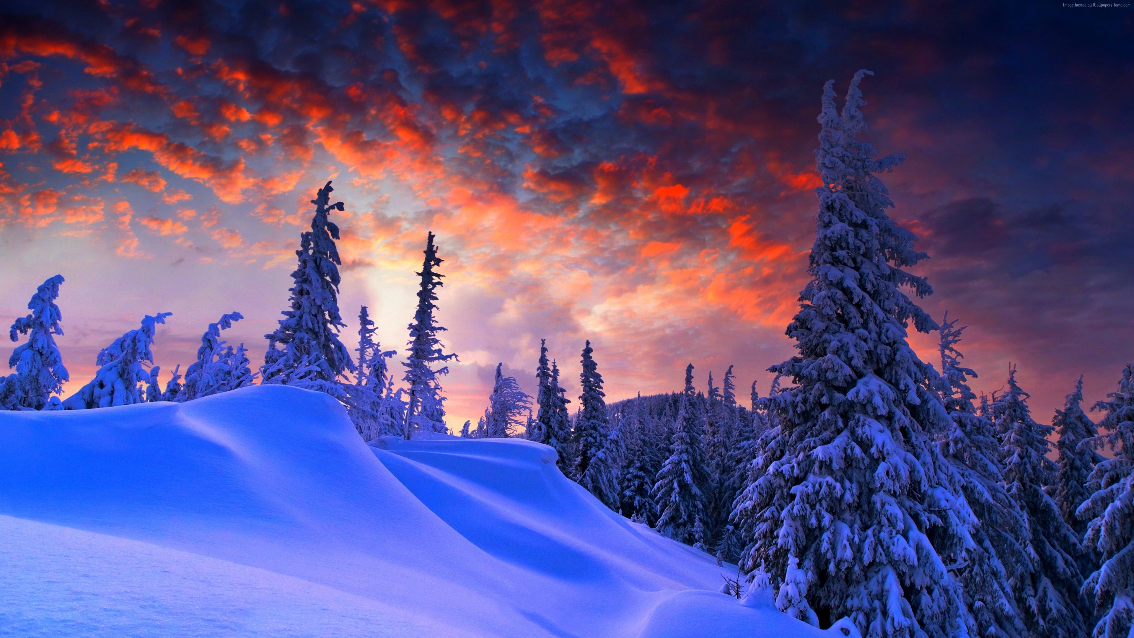 Wallpapers forest, snow, winter, sunrise, clouds, 8k, Nature Wallpapers Download
