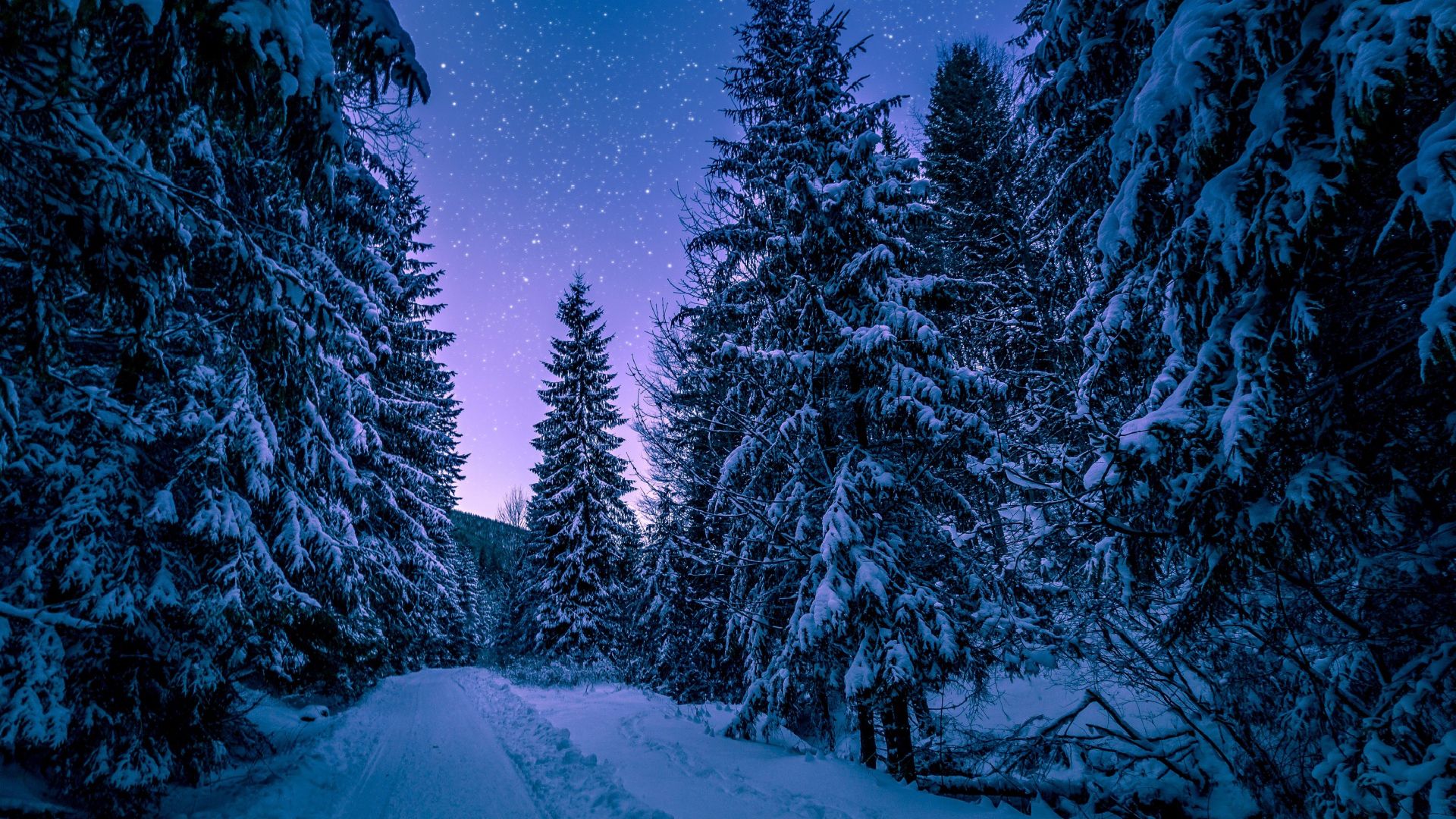 Fir Tree Forest, Snow, Winter, Night Wallpaper Image High Quality