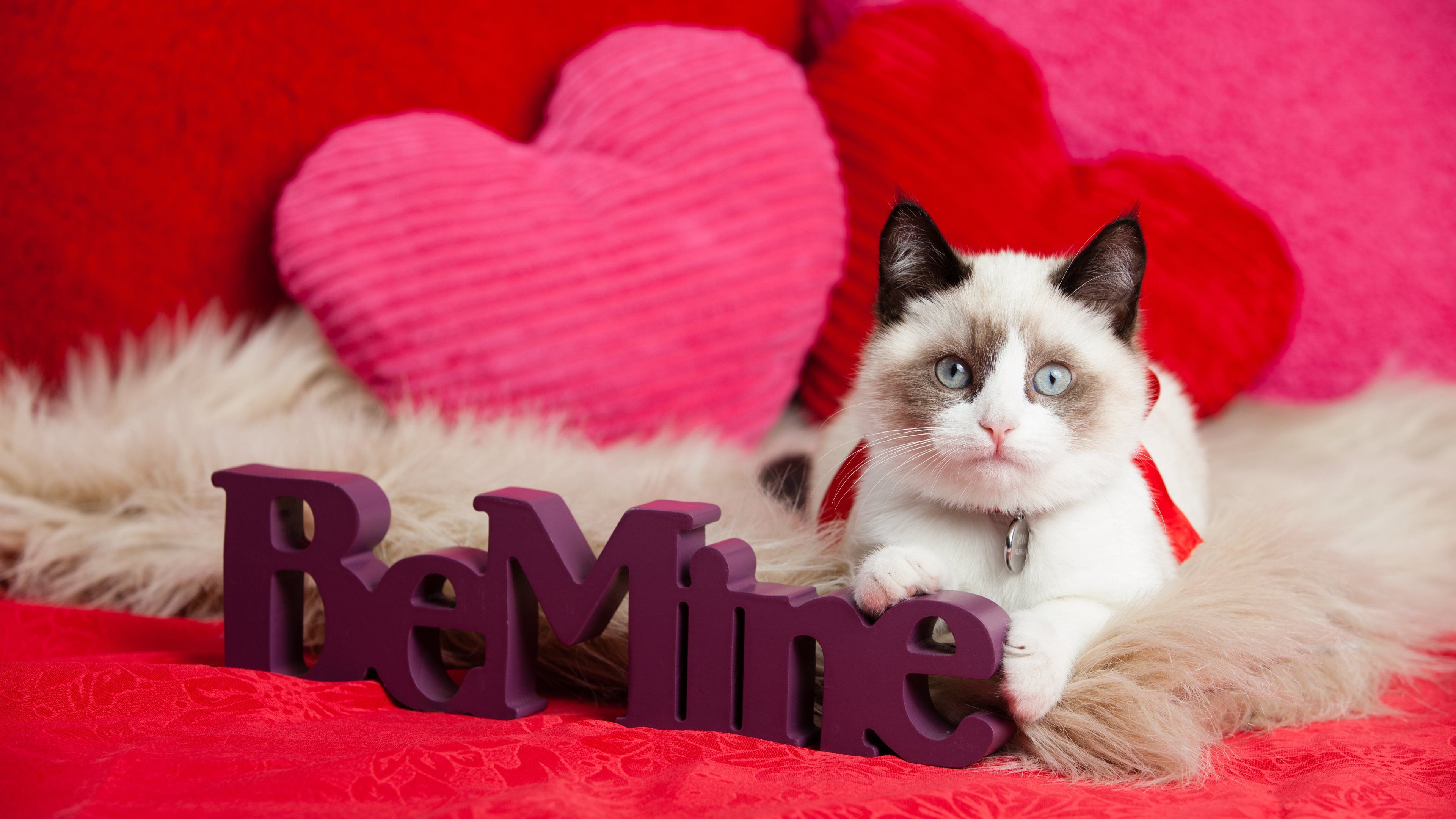 Reasons Why A Cat Is The Perfect Valentine. Valentines day cat, Animal valentine, Kitten wallpaper