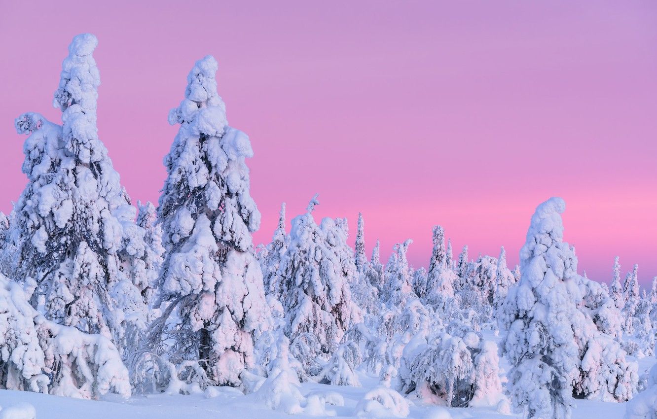 Winter Pink Snow Wallpaper