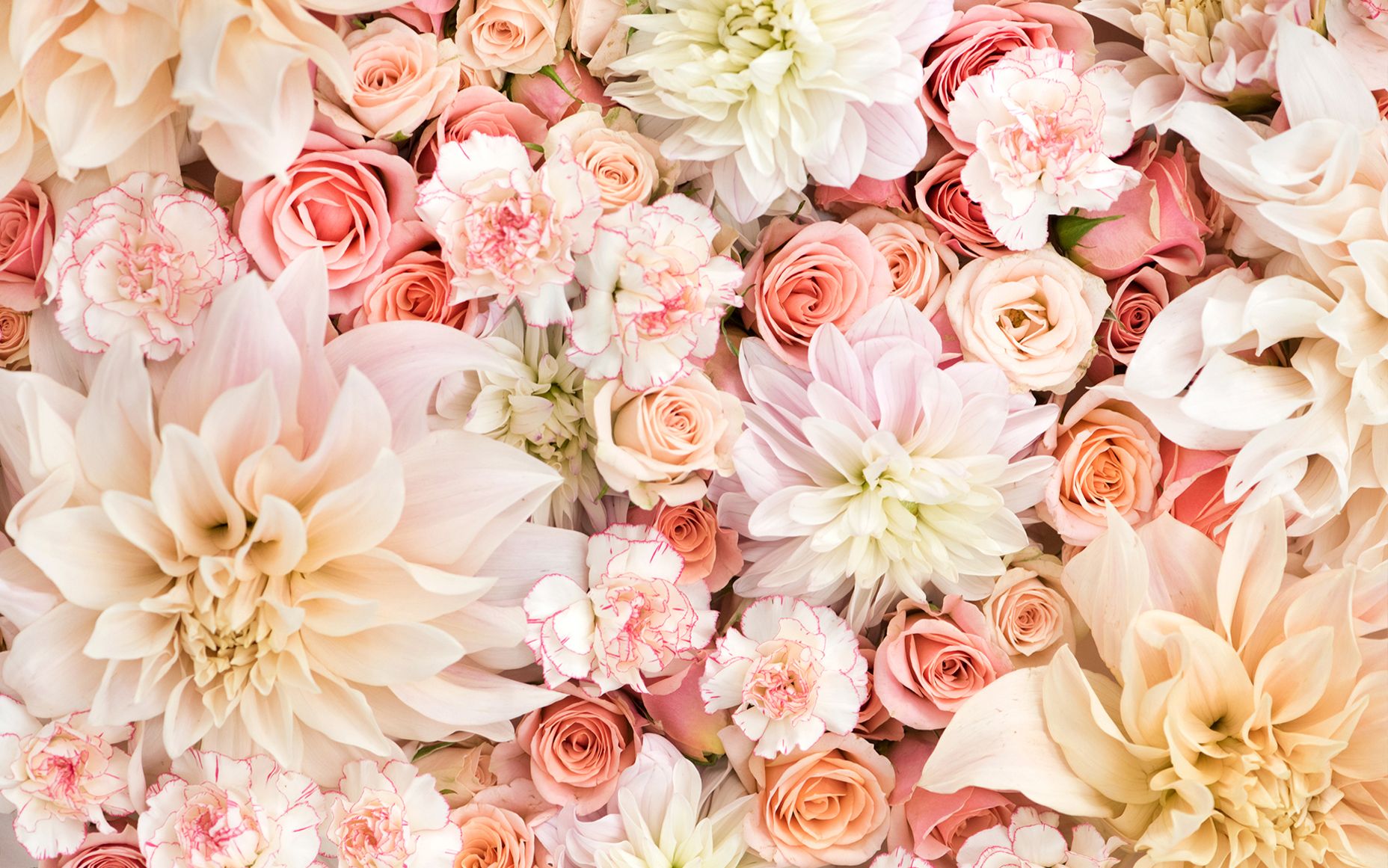Title Dahlias, Roses, And Carnations In Pastels Gold Cute Flower HD Wallpaper