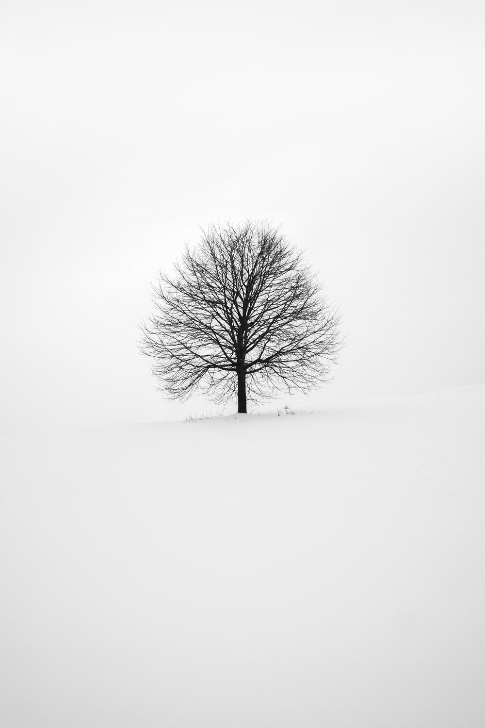 Black And White Tree Picture. Download Free Image