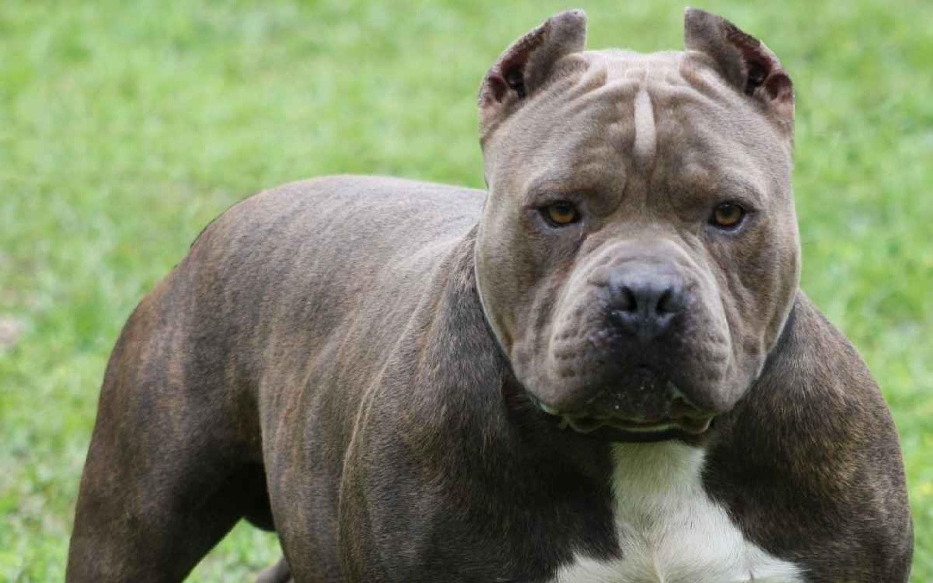 The 10 Most Dangerous Dog Breeds in The World