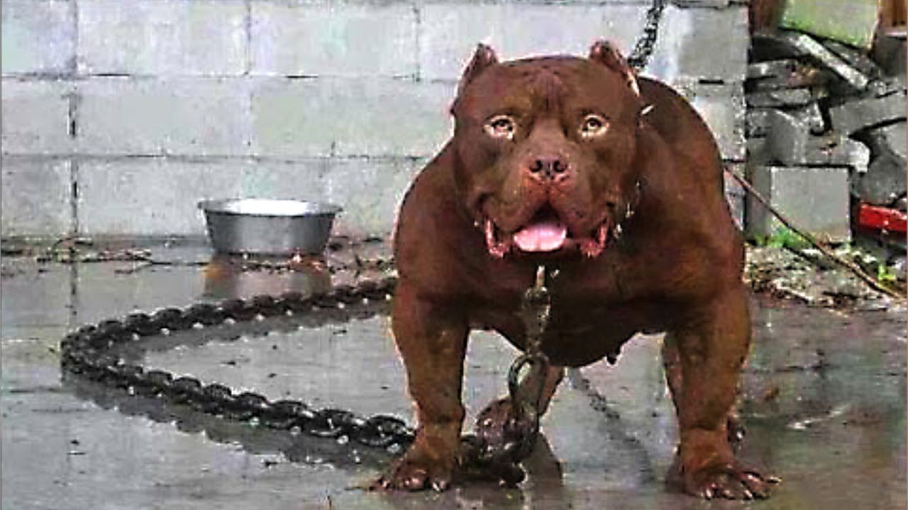 10 Most Dangerous Dog Breeds in the World
