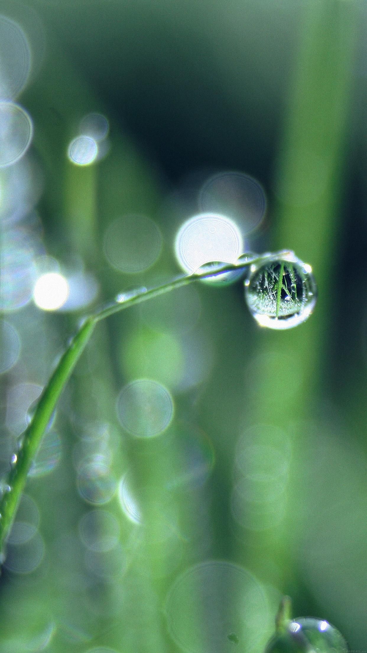 Bokeh Leaf Raindrop Nature Pure Download Free HD Wallpaper for iPhone 6s, 8