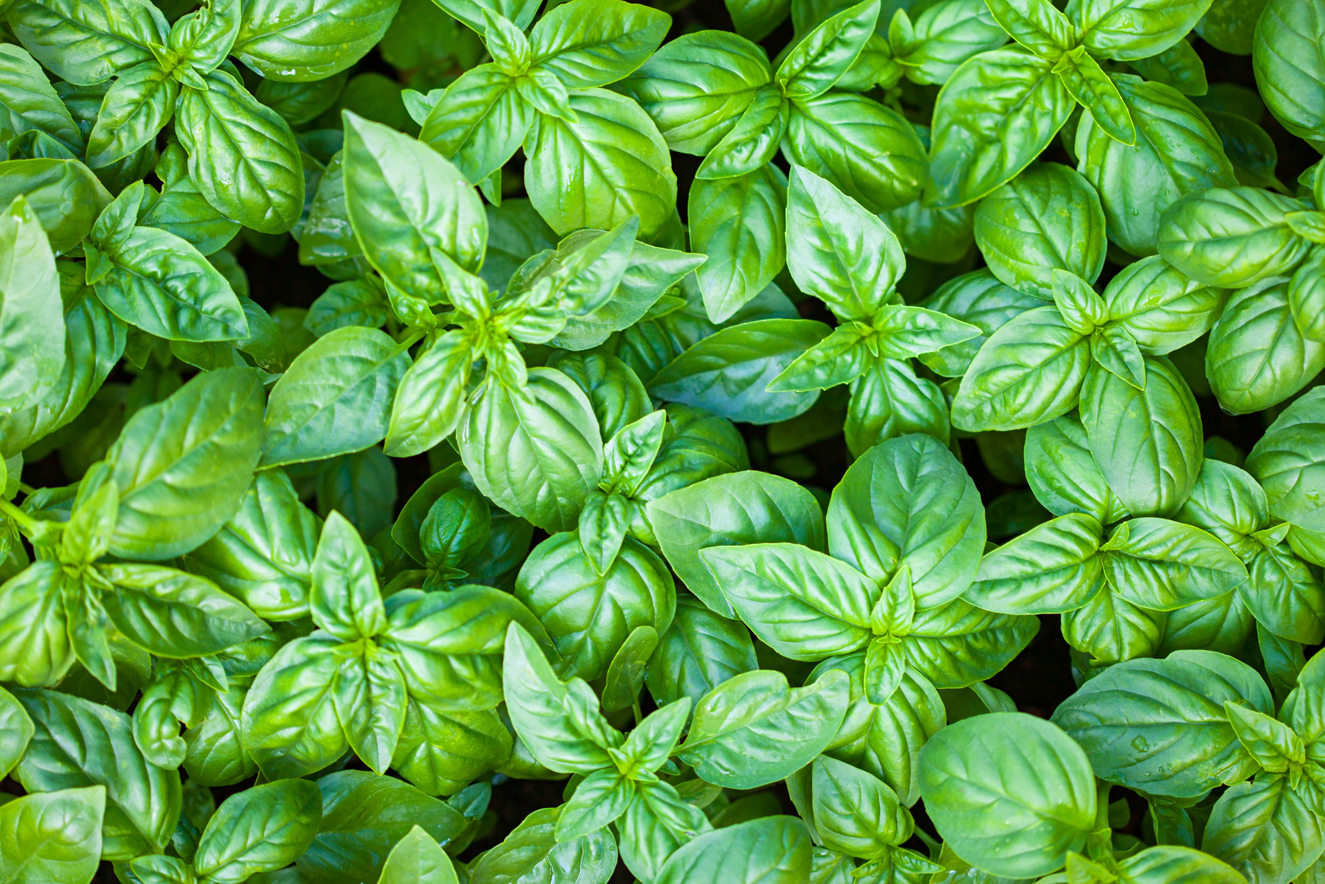 Basil Wallpaper