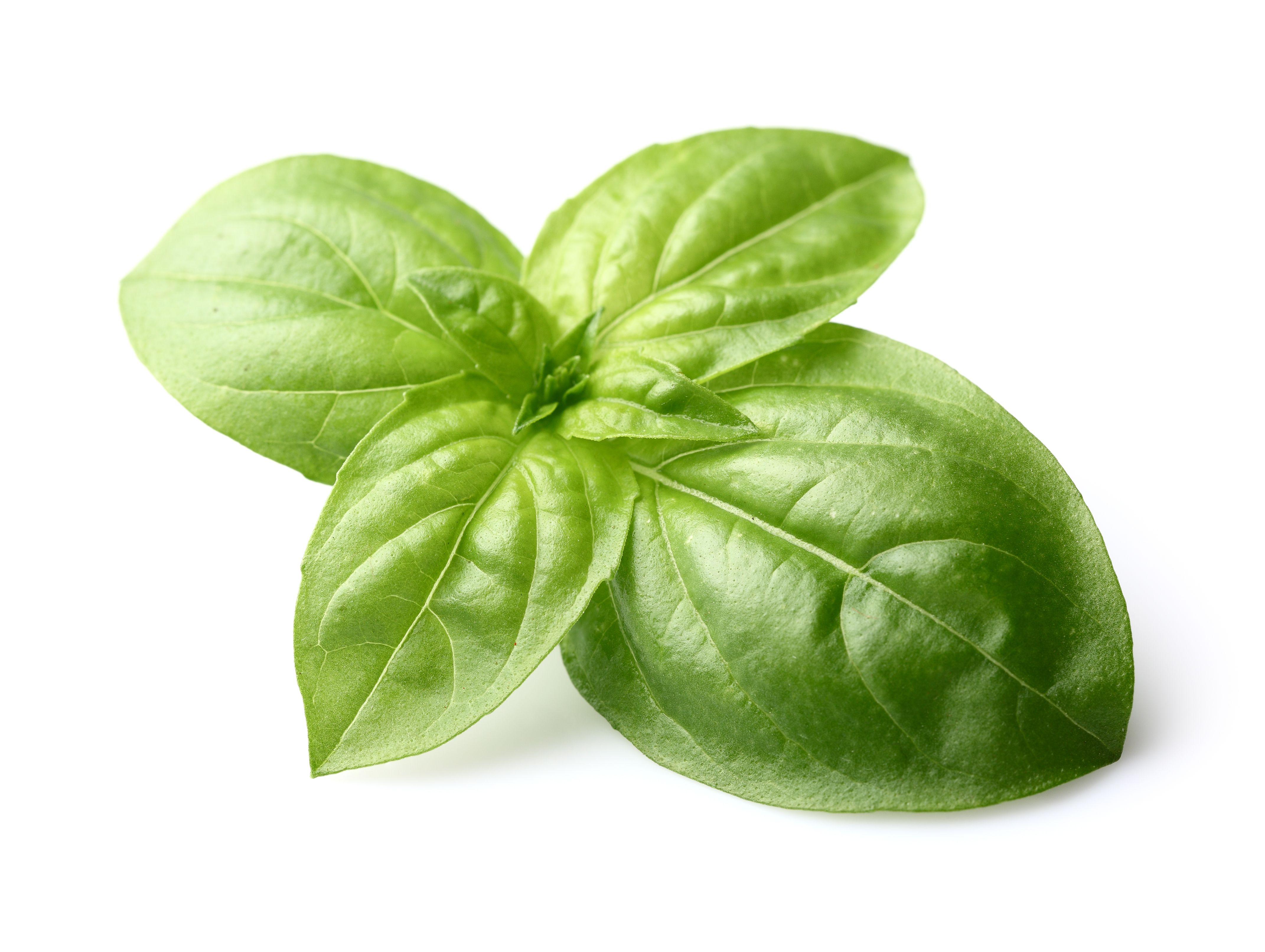 Basil Wallpapers Wallpaper Cave