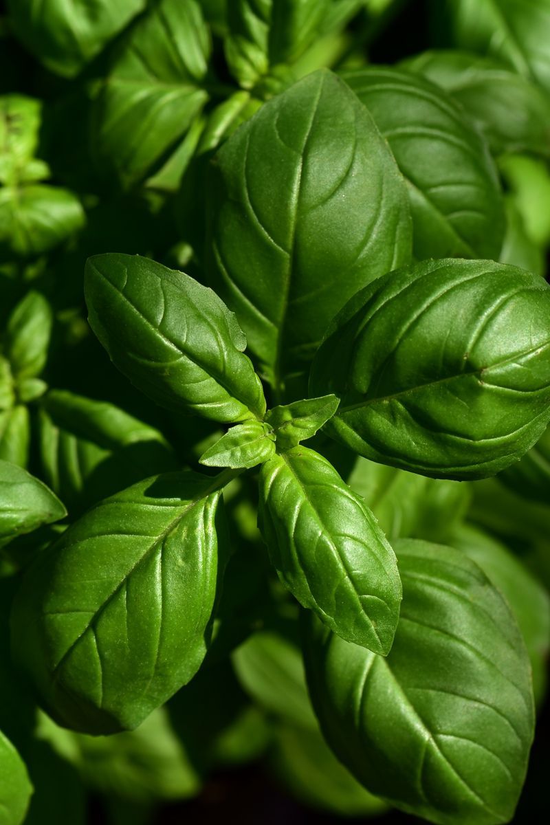 Download Wallpaper 800x1200 Basil, Leaves, Green, Plant Iphone 4s 4 For Parallax HD Background