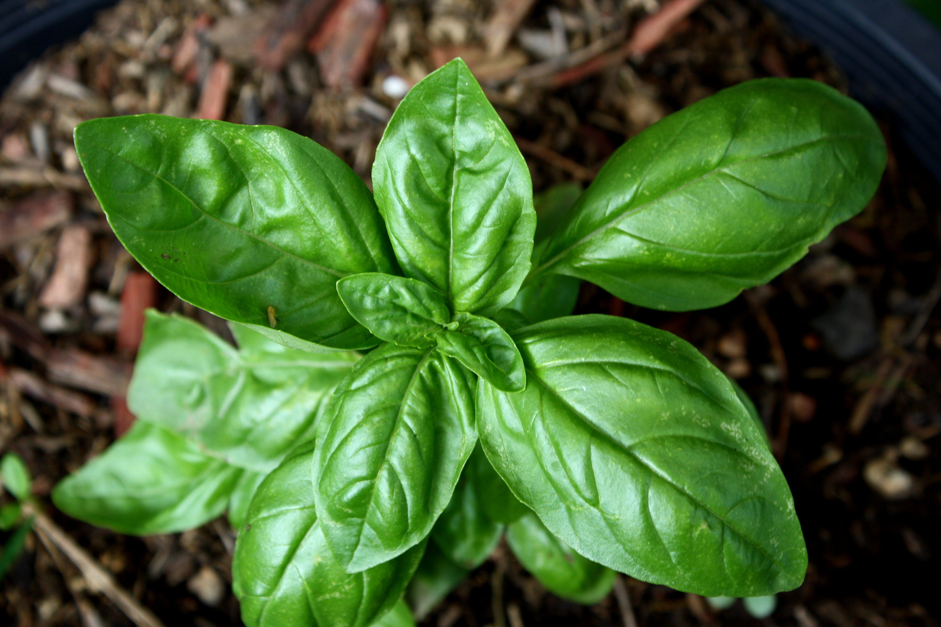 Sweet Basil Plant Picture. Free Photograph. Photo Public Domain
