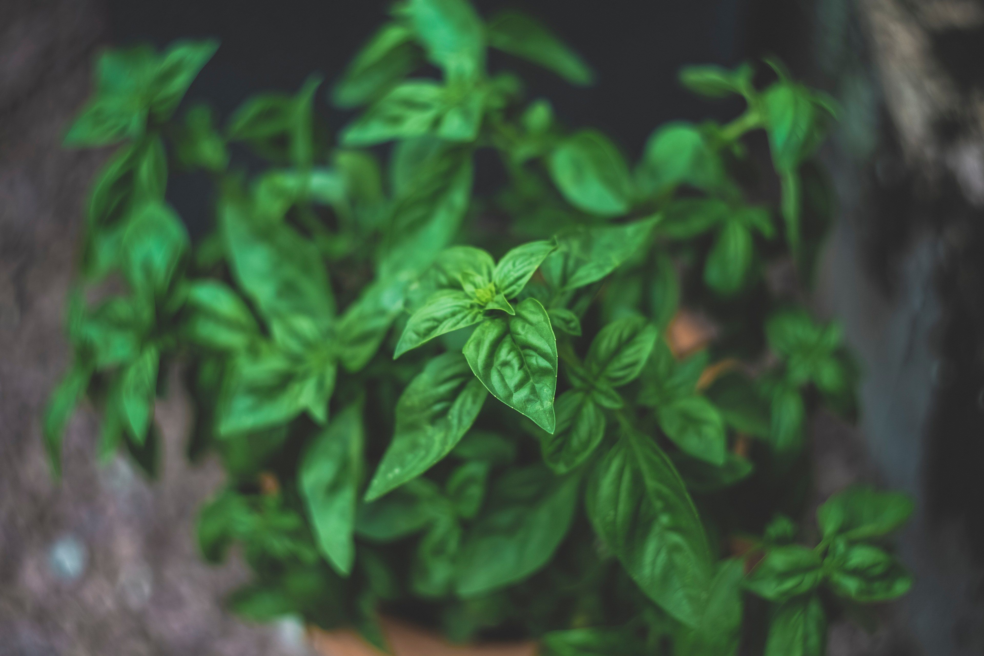 Wallpaper / food herb green and basil HD 4k wallpaper