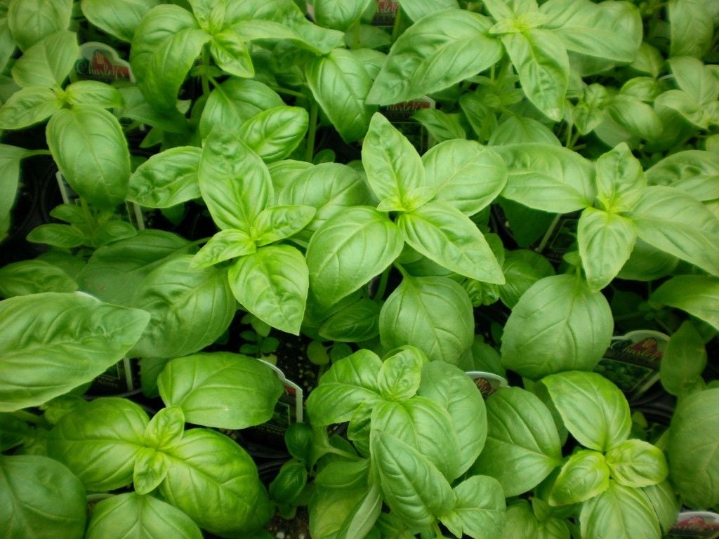 Basil Leaves Health News