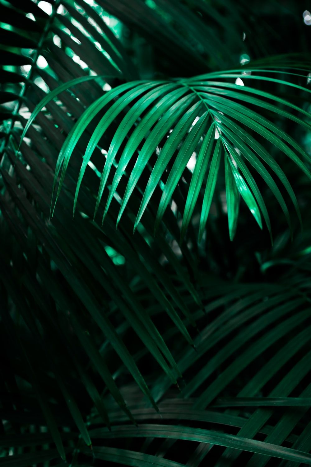 Tropical Plant Picture. Download Free Image