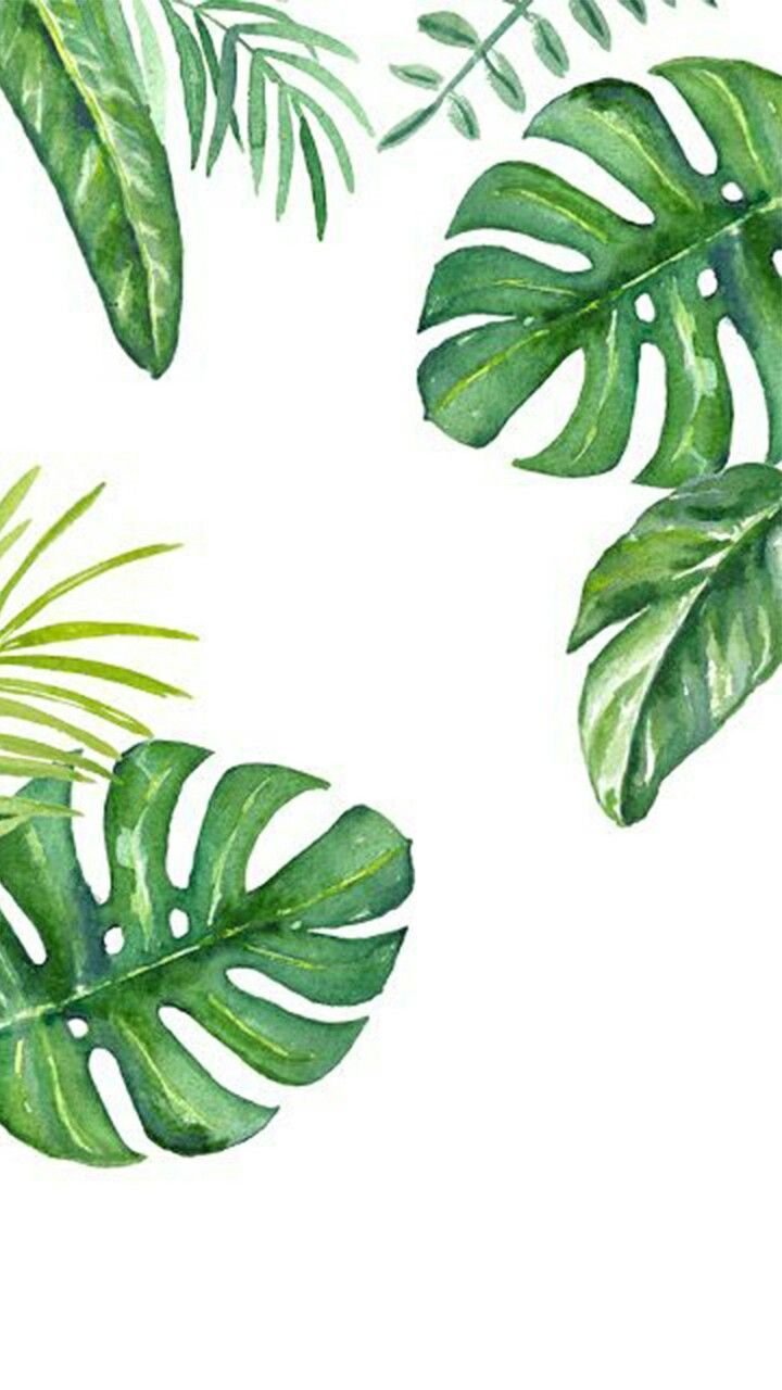 Tropical Plants Drawing Wallpaper Free Tropical Plants Drawing Background