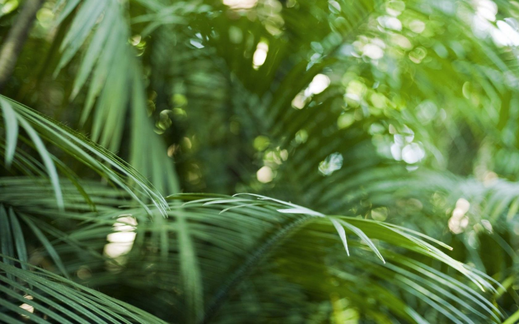 Free download artist photographer iskin tropical plants in a rain forest plantation [1920x1080] for your Desktop, Mobile & Tablet. Explore Tropical Plant Wallpaper. Tropical Leaf Wallpaper, Tropical Flower Wallpaper