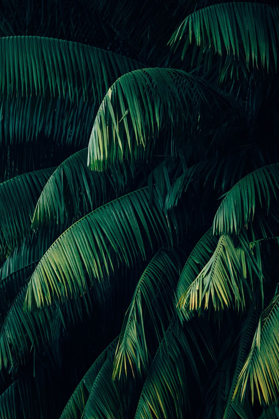 Plant, Wallpaper, Green, Palm, Forest, Beautifull, Plants Wallpaper HD