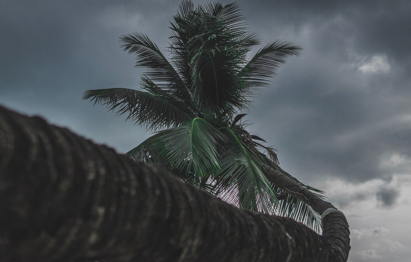 Wallpaper wallpaper, nature, tree, plant, palm tree, tropical, palm, cloudy, dark clouds, 4k ultra HD background image for desktop, section природа