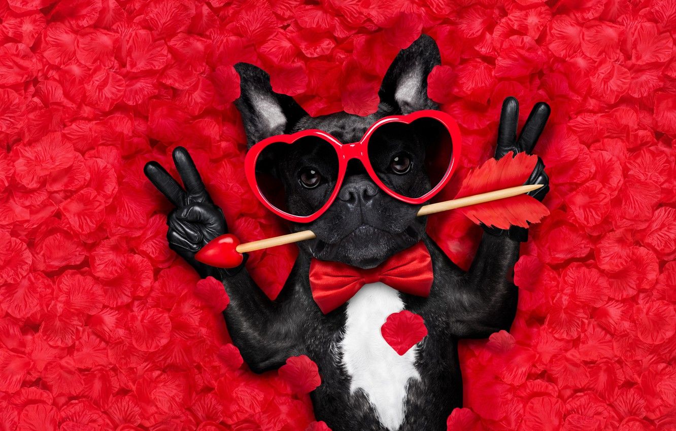 Wallpaper dog, petals, love, rose, dog, romantic, hearts, funny, valentine, petals image for desktop, section собаки