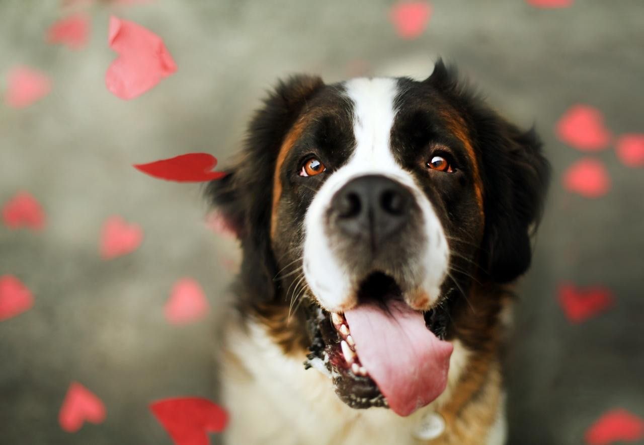 Lovely Saint Bernard Dog Valentine Wallpaper HD