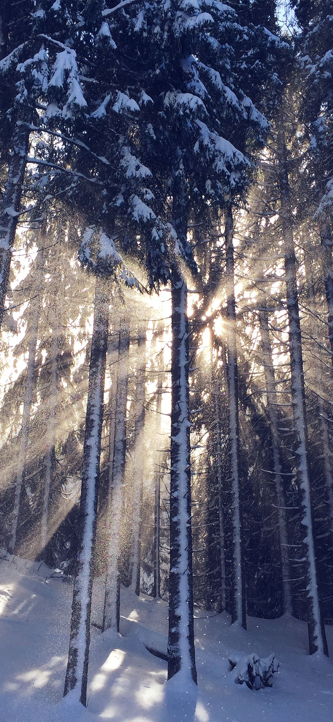 iPhone X wallpaper. wood snow winter light sun nature blue