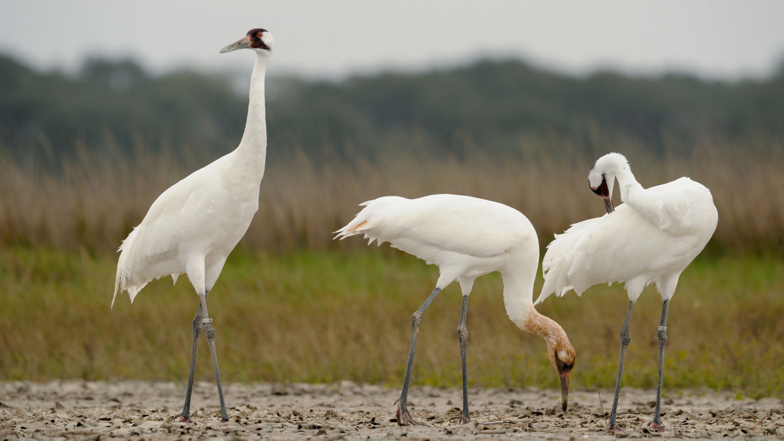 Endangered whooping crane sightings to increase in North Dakota