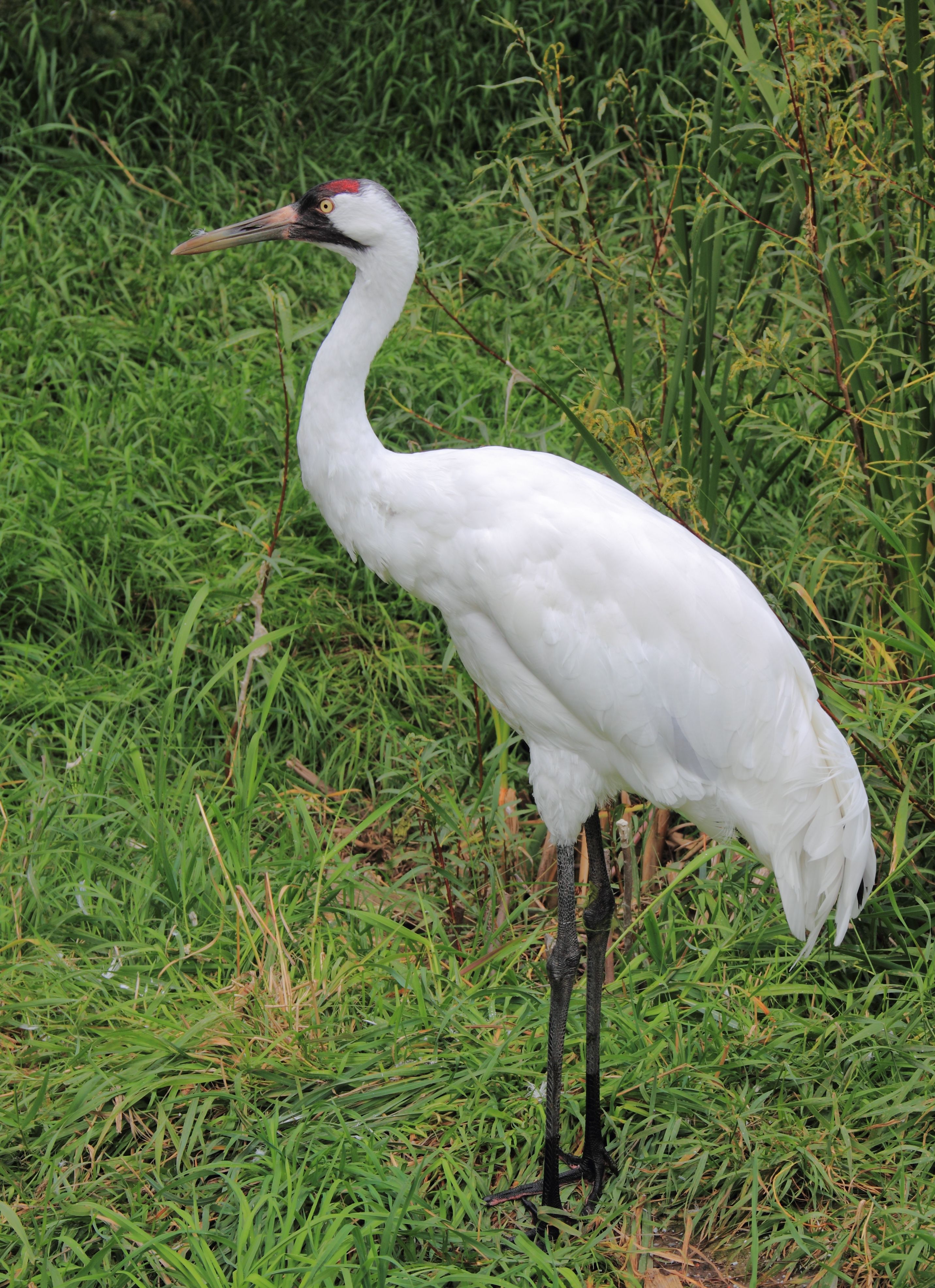 Whooping Crane photo and wallpaper. Collection of the Whooping Crane picture