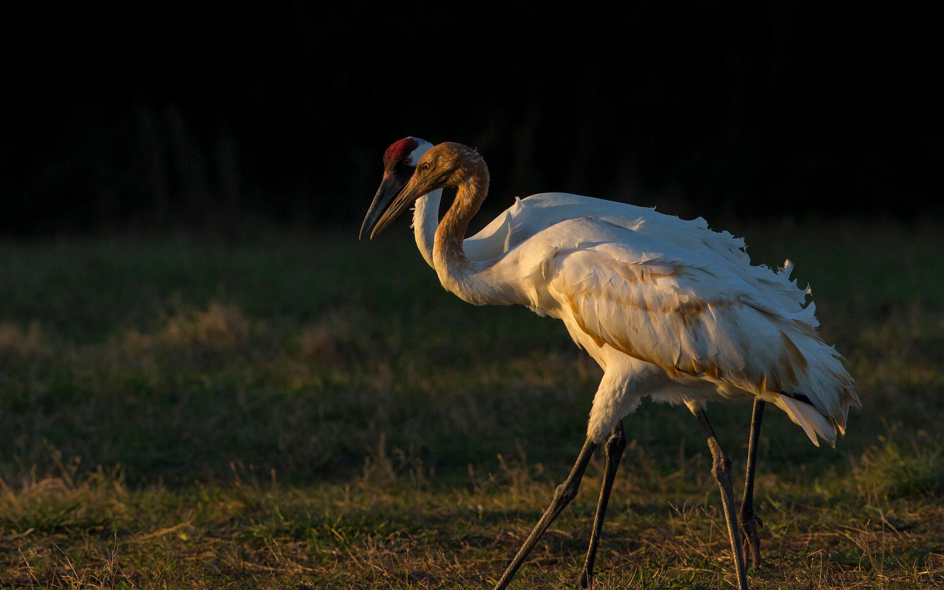 Whooping Crane. Audubon Field Guide