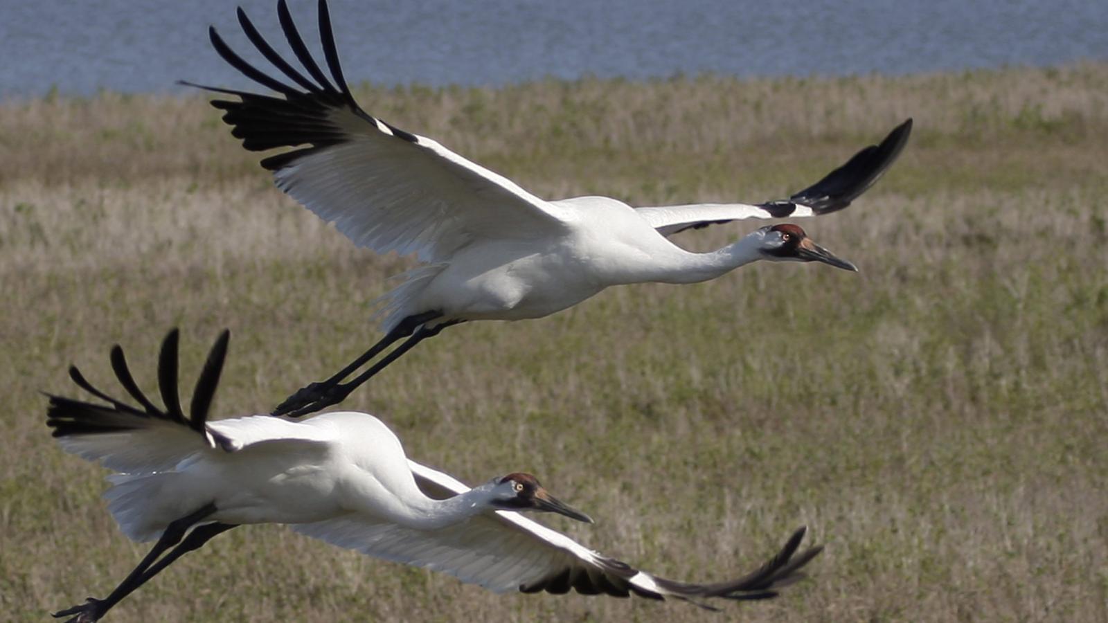 Whooping crane shooter facing federal charges