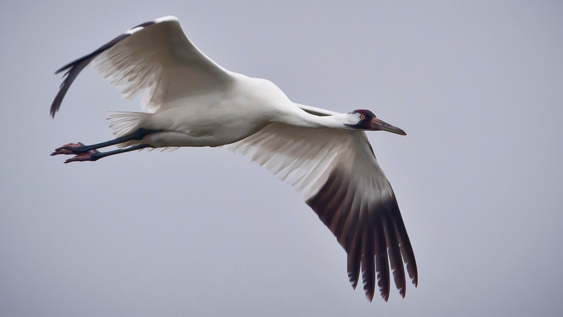 What Whooping Crane Reintroductions Tell Us About Animal Culture • The Revelator
