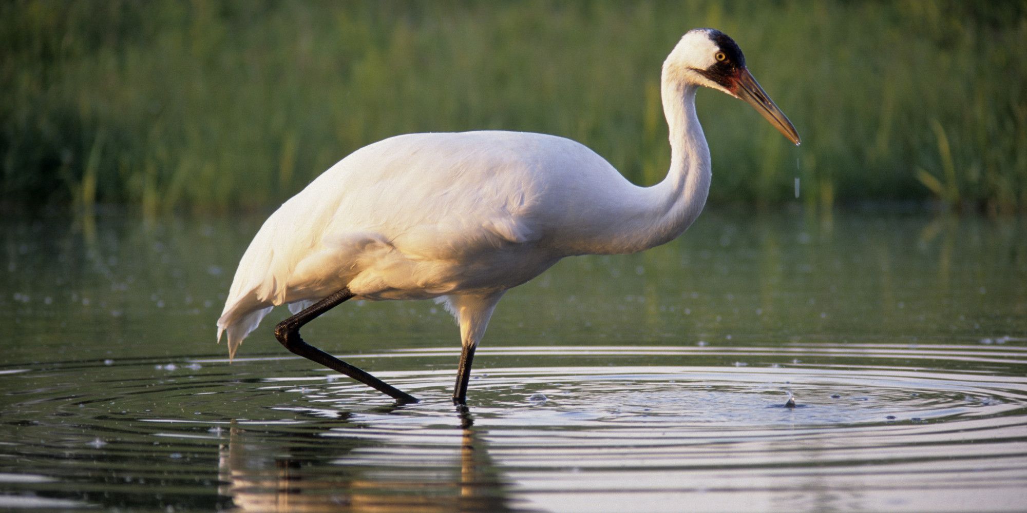 Whooping Crane Facts