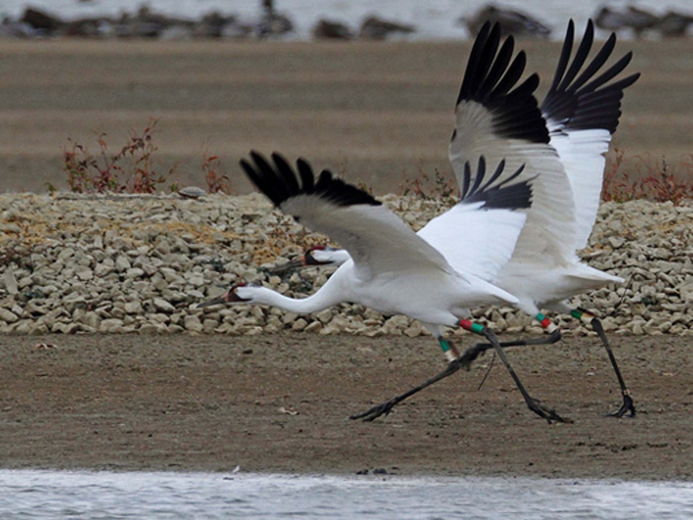 Whooping Cranes Have Their Day in Court