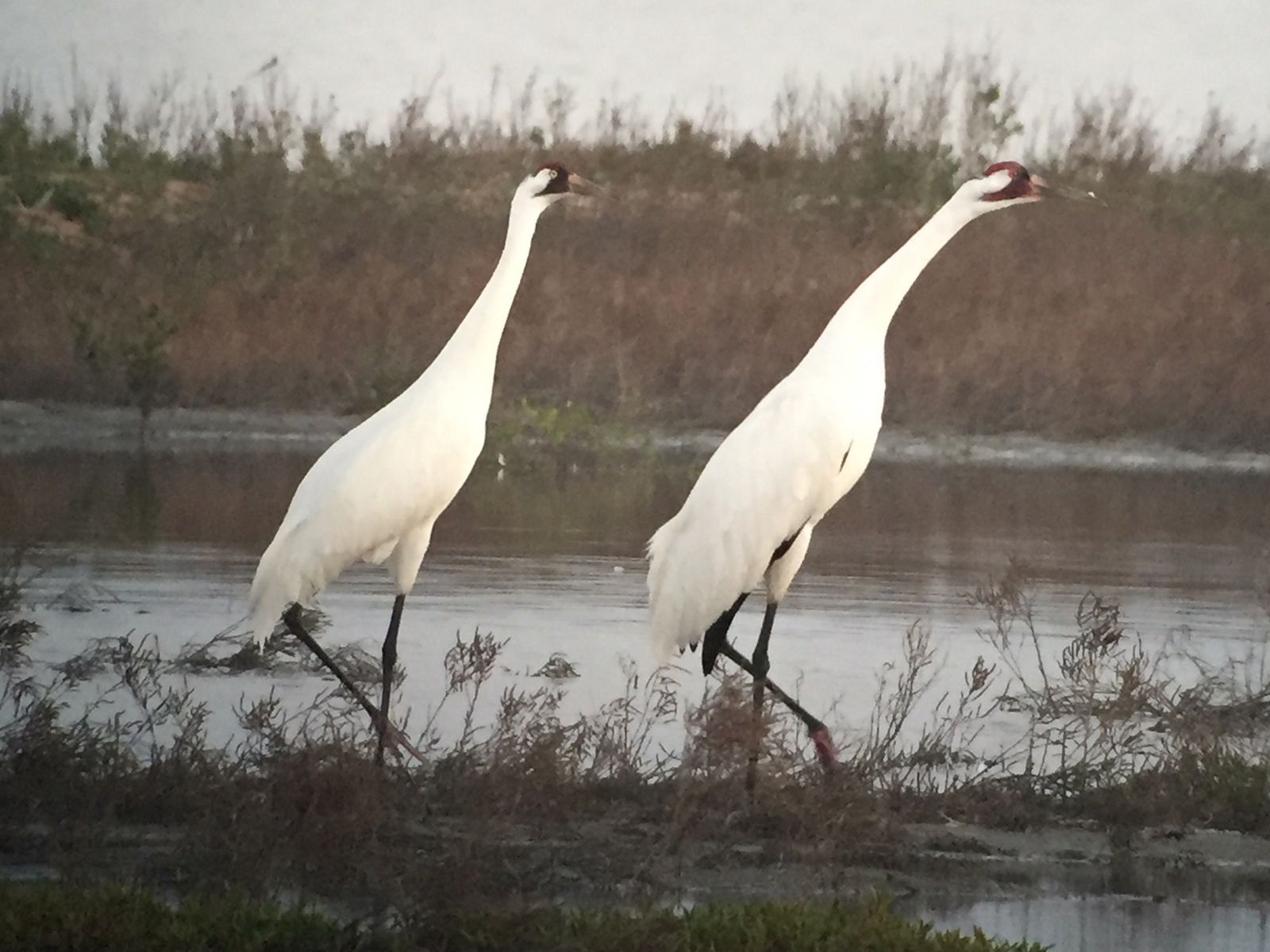 International Crane Foundation, Whooping Cranes Face Challenges From Hurricane Harvey. Wisconsin Public Radio