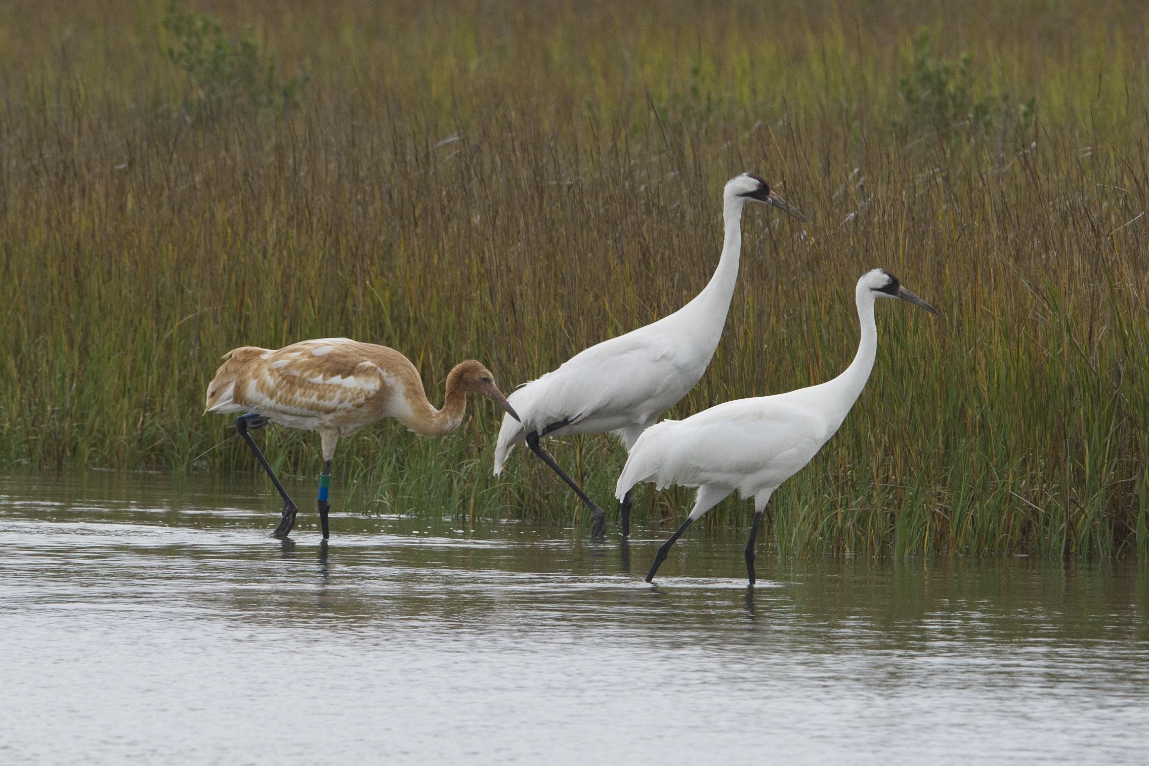 Whooping Cranes in marsh in