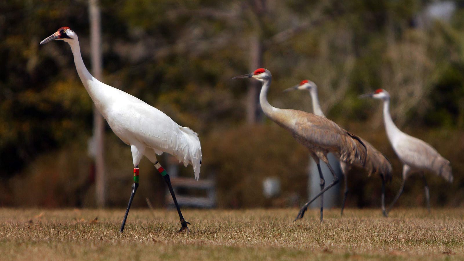 Birders search for 2 rare whooping cranes in north Florida