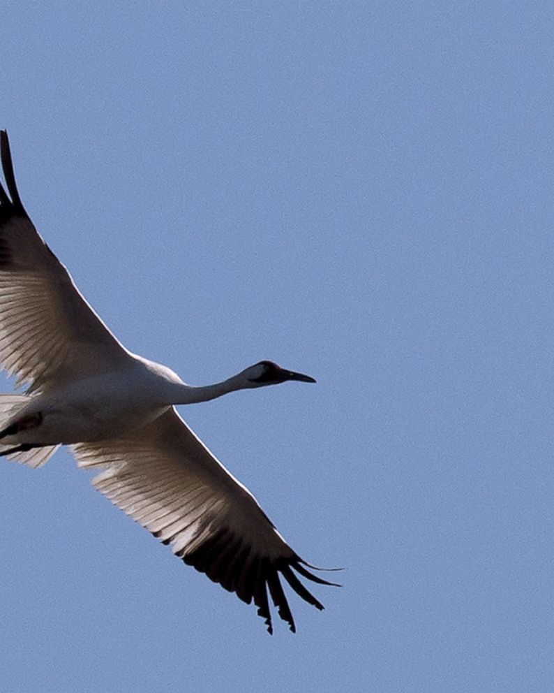Judge orders man to pay $85K in deaths of 2 whooping cranes