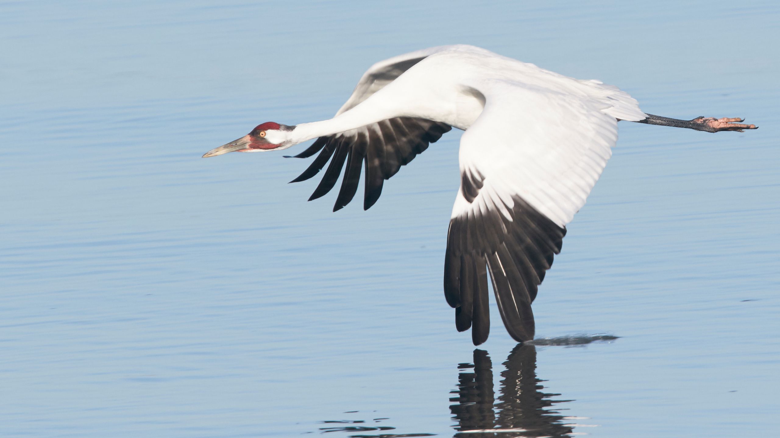 $000 in rewards for leads to whooping crane killers in Louisiana