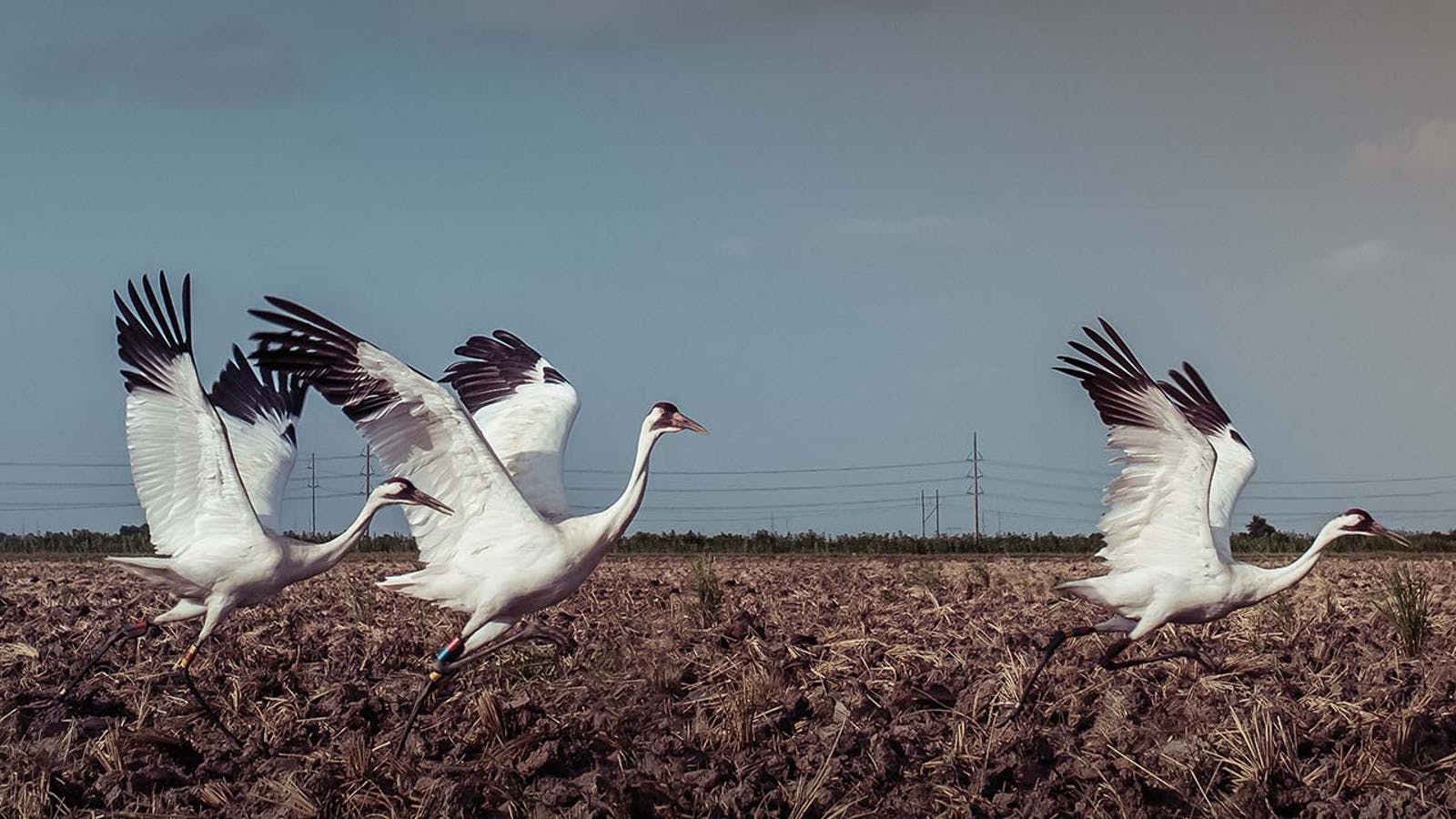 Save the Whooping Cranes