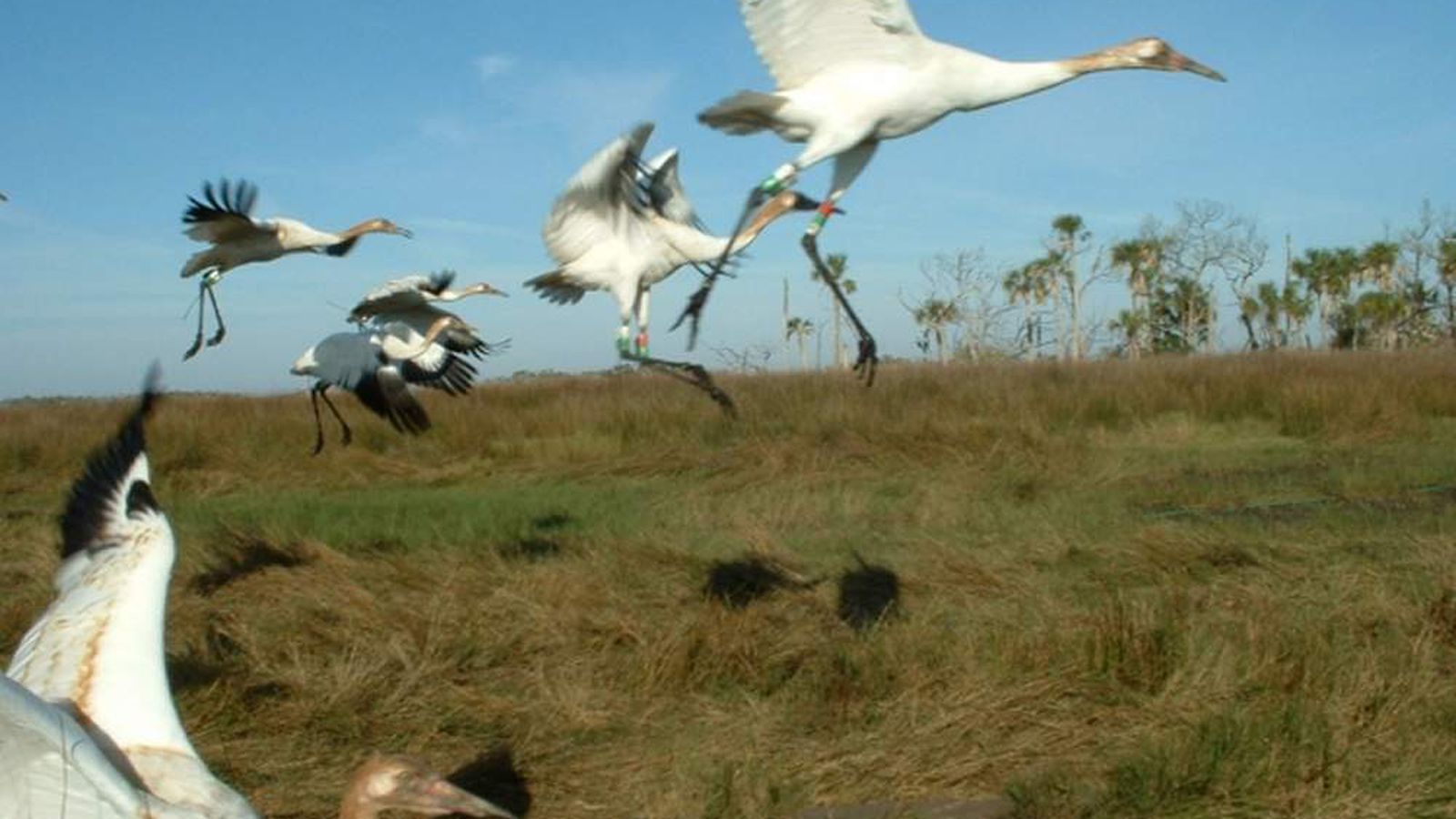Whooping cranes didn't so well in Florida. Next stop: Louisiana