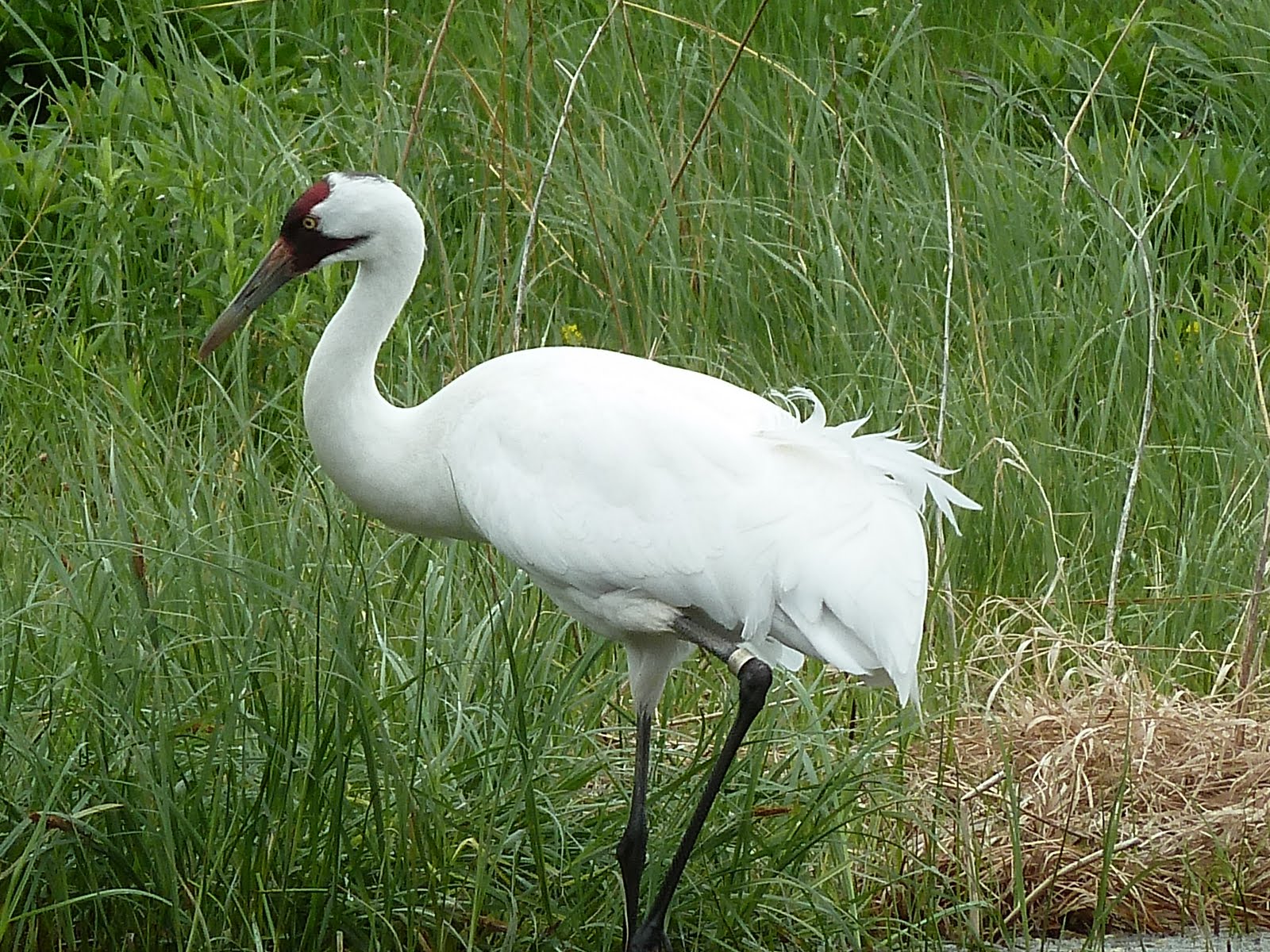 Penelopedia: Nature and Garden in Southern Minnesota: Whooping Cranes