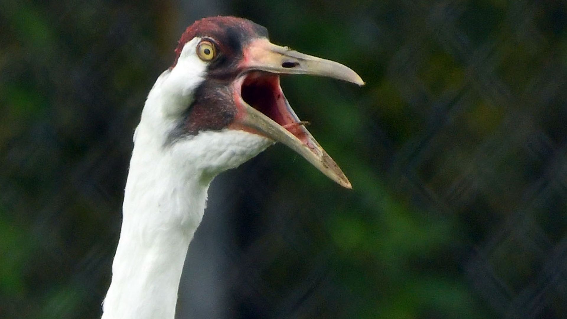 End Of An Era: 50 Year Old Whooping Crane Breeding Program Coming To A Close At Maryland's Patuxent Refuge