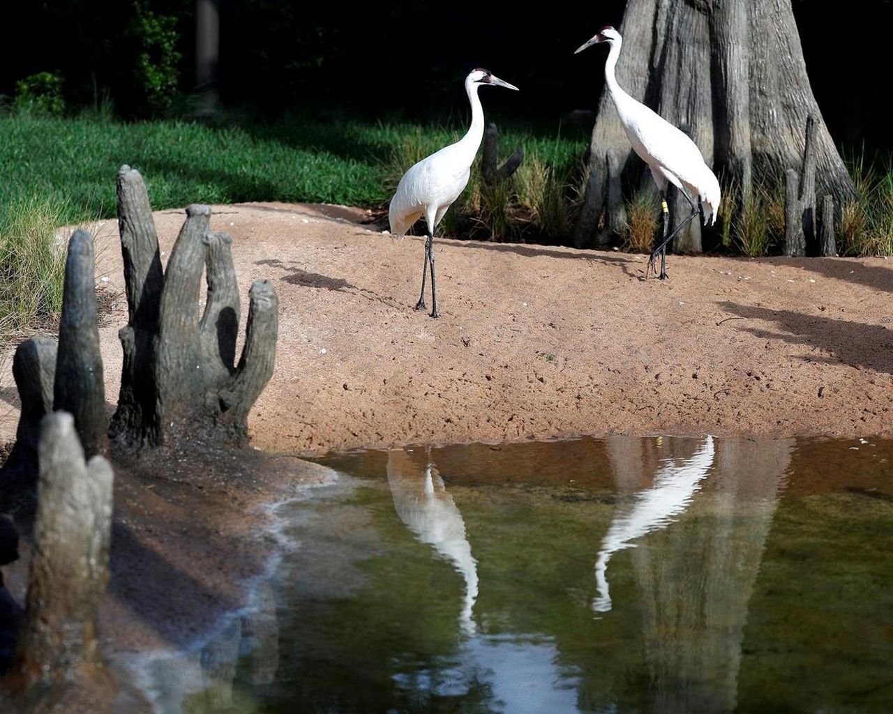 Houston Zoo's Wetlands Exhibit to feature whooping cranes