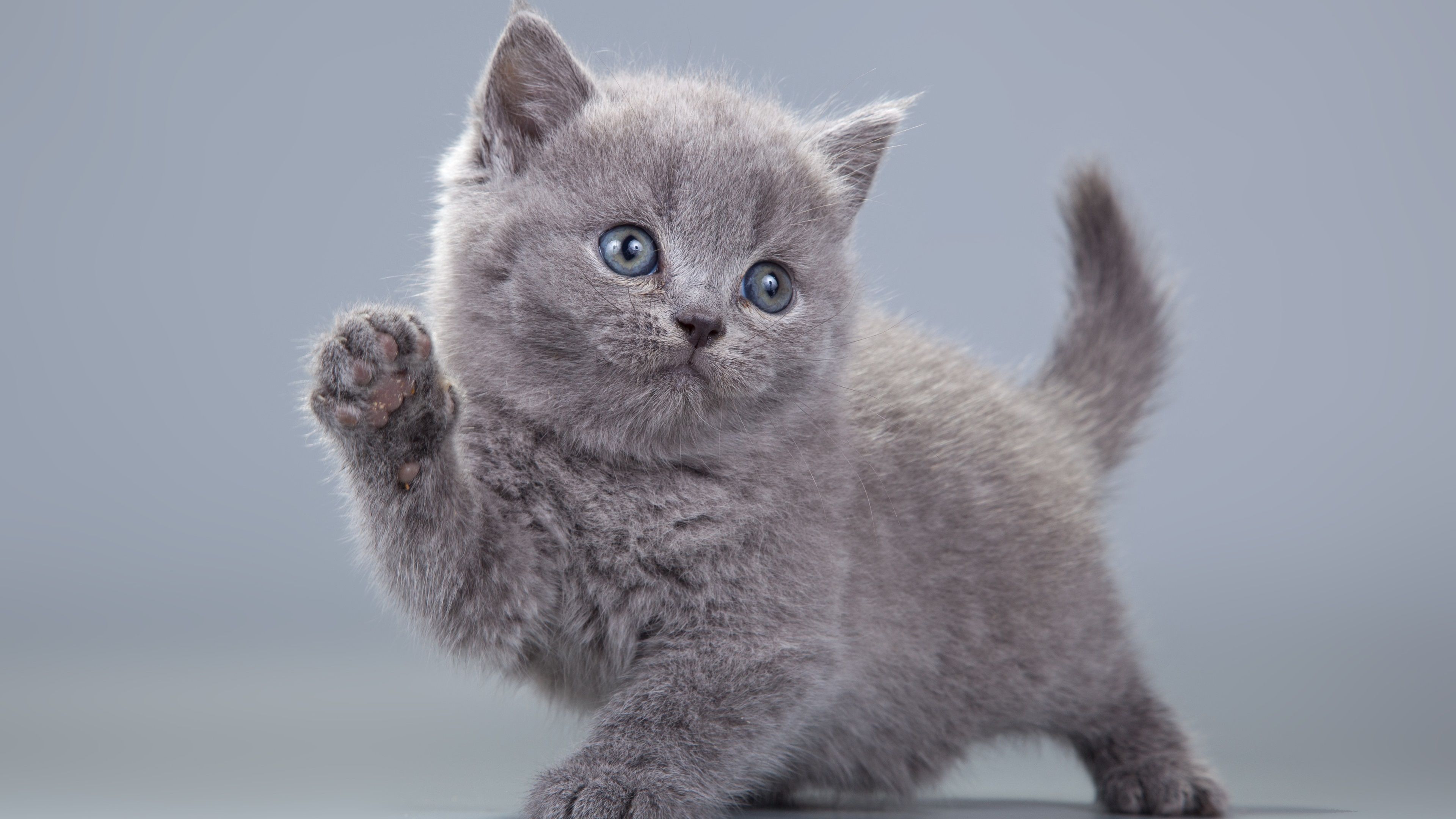 Wallpaper Cute gray kitten learn to walk 3840x2160 UHD 4K Picture, Image