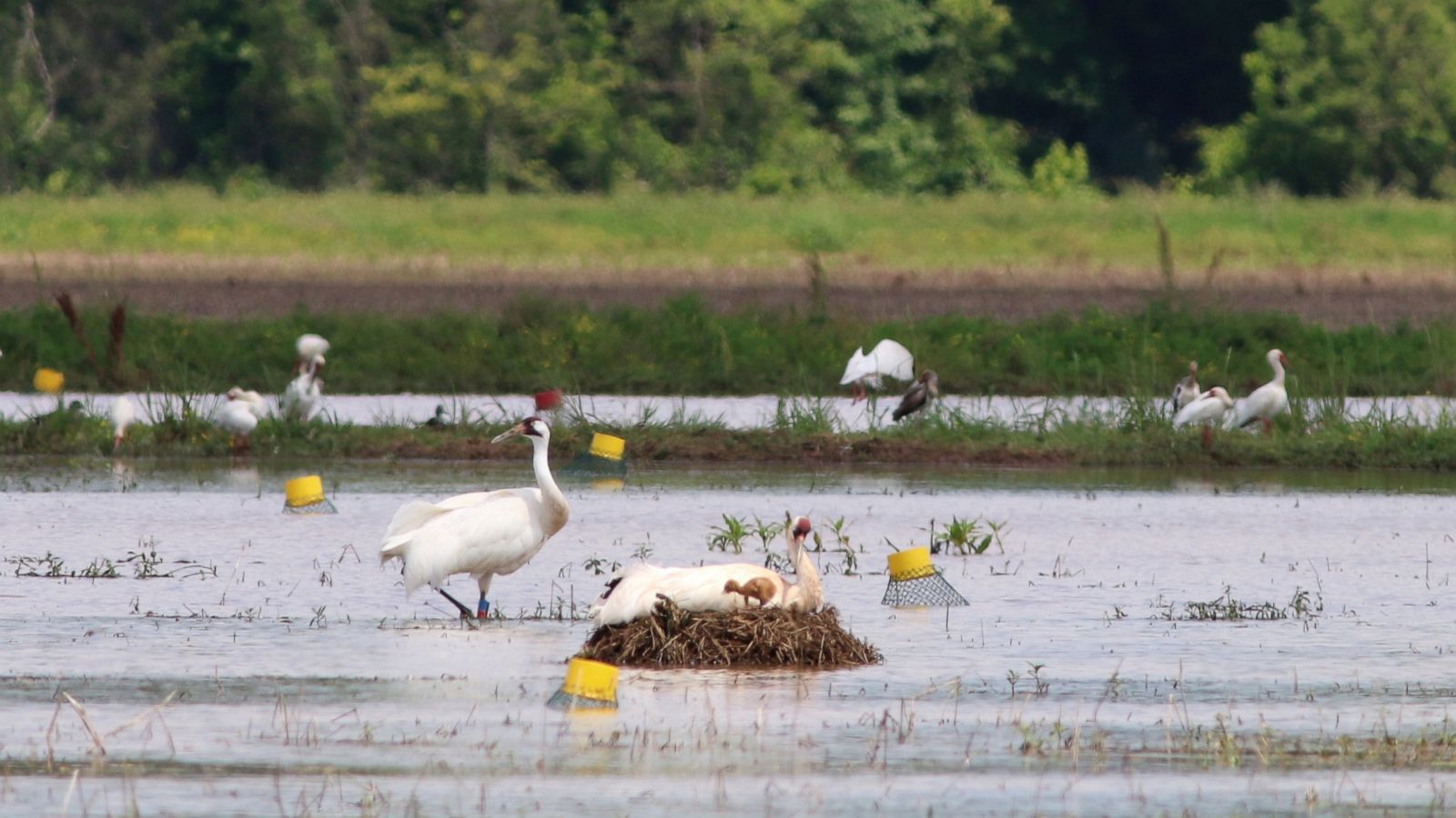 The Latest: Man gets probation for killing whooping crane