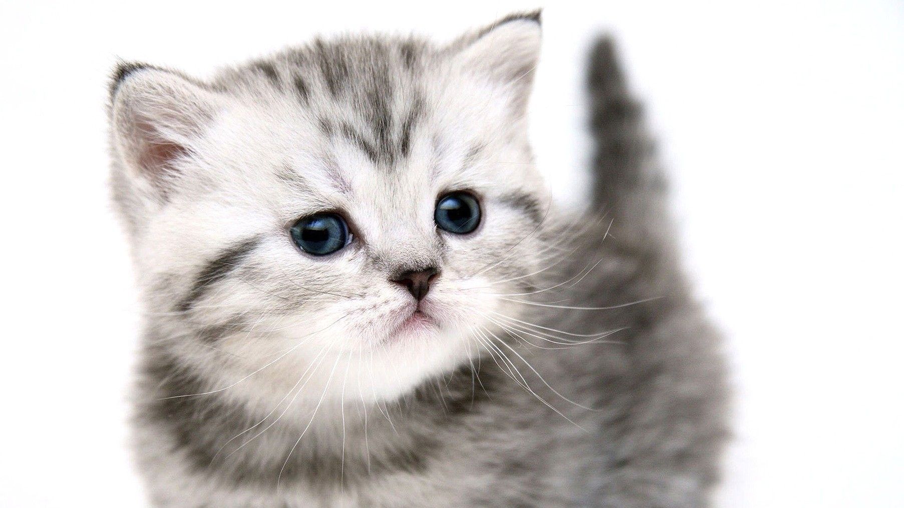 Cute, Gray, Cat, Kittens, Widescreen Pussycats, High Resolution Pet Photo, Animal Love, Baby, Amazing Cats, Cat Desktop Image, Windows Wallpaper Of Cats, 1805x1015