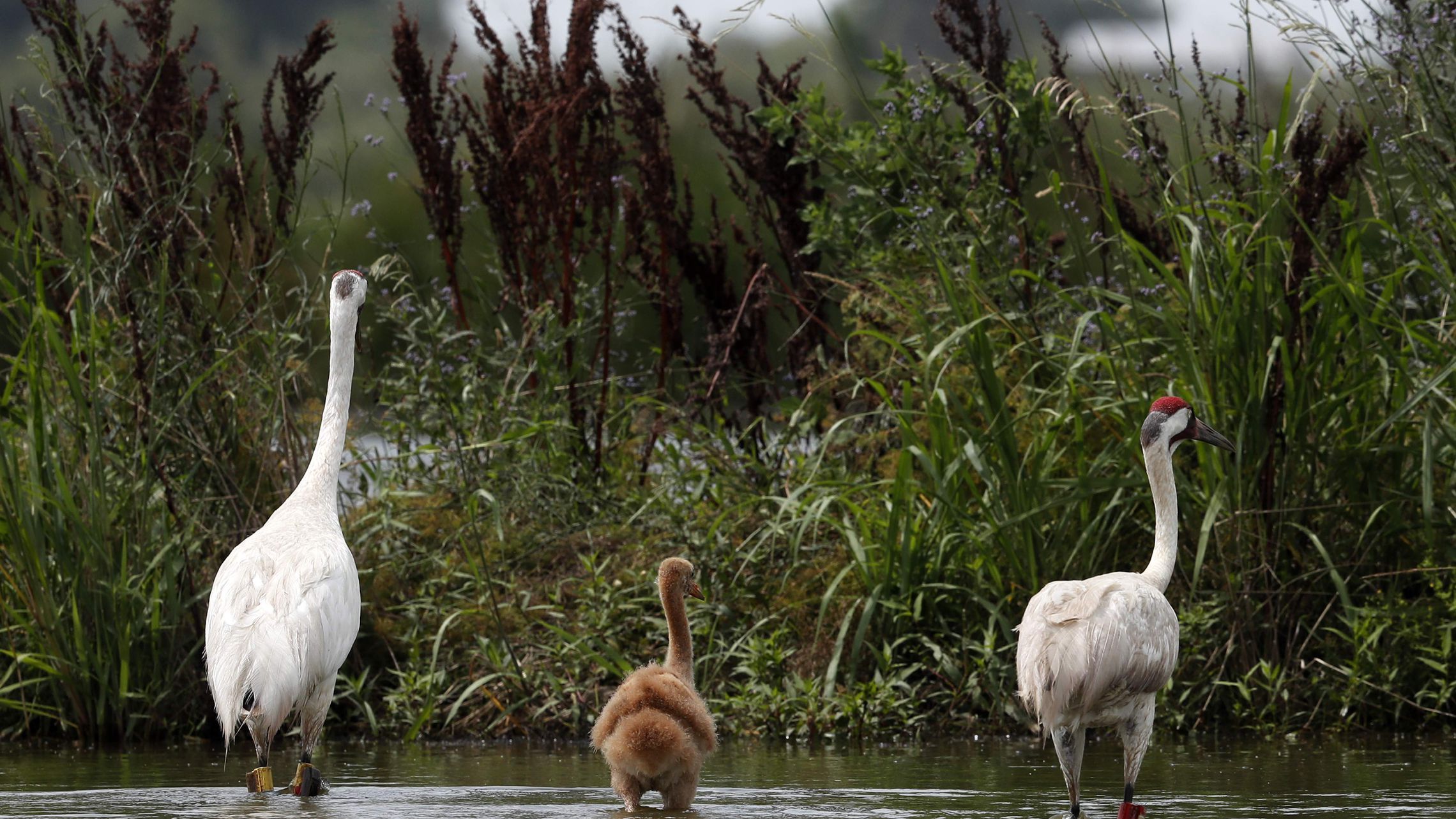 Louisiana's whooping crane comeback: 5 chicks this year