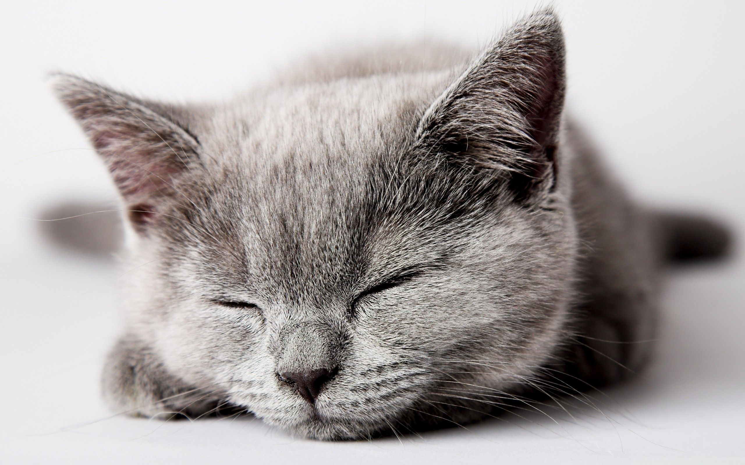 Sleeping gray kitten wallpaper and image, picture, photo