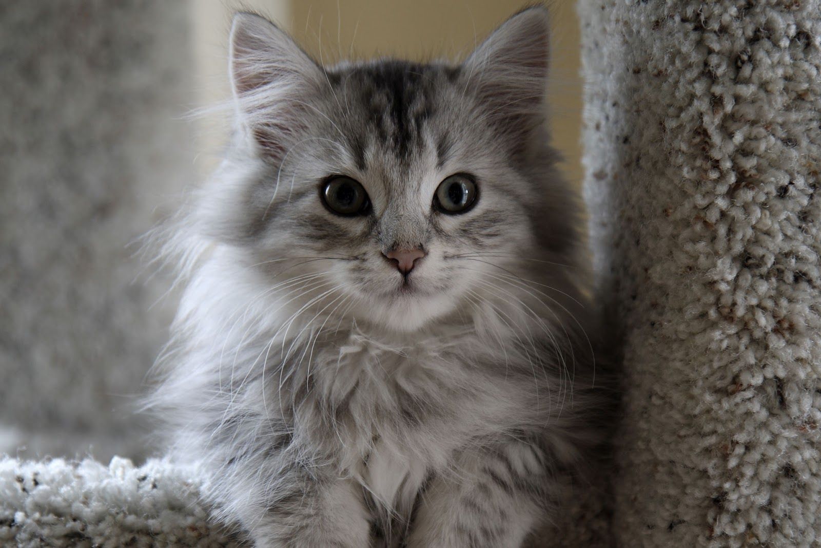 gray kitty cats. Grey Siberian Cat. Funny Cat Wallpaper, Picture, Image and Photo. Siberian kittens, Beautiful cats picture, Cats