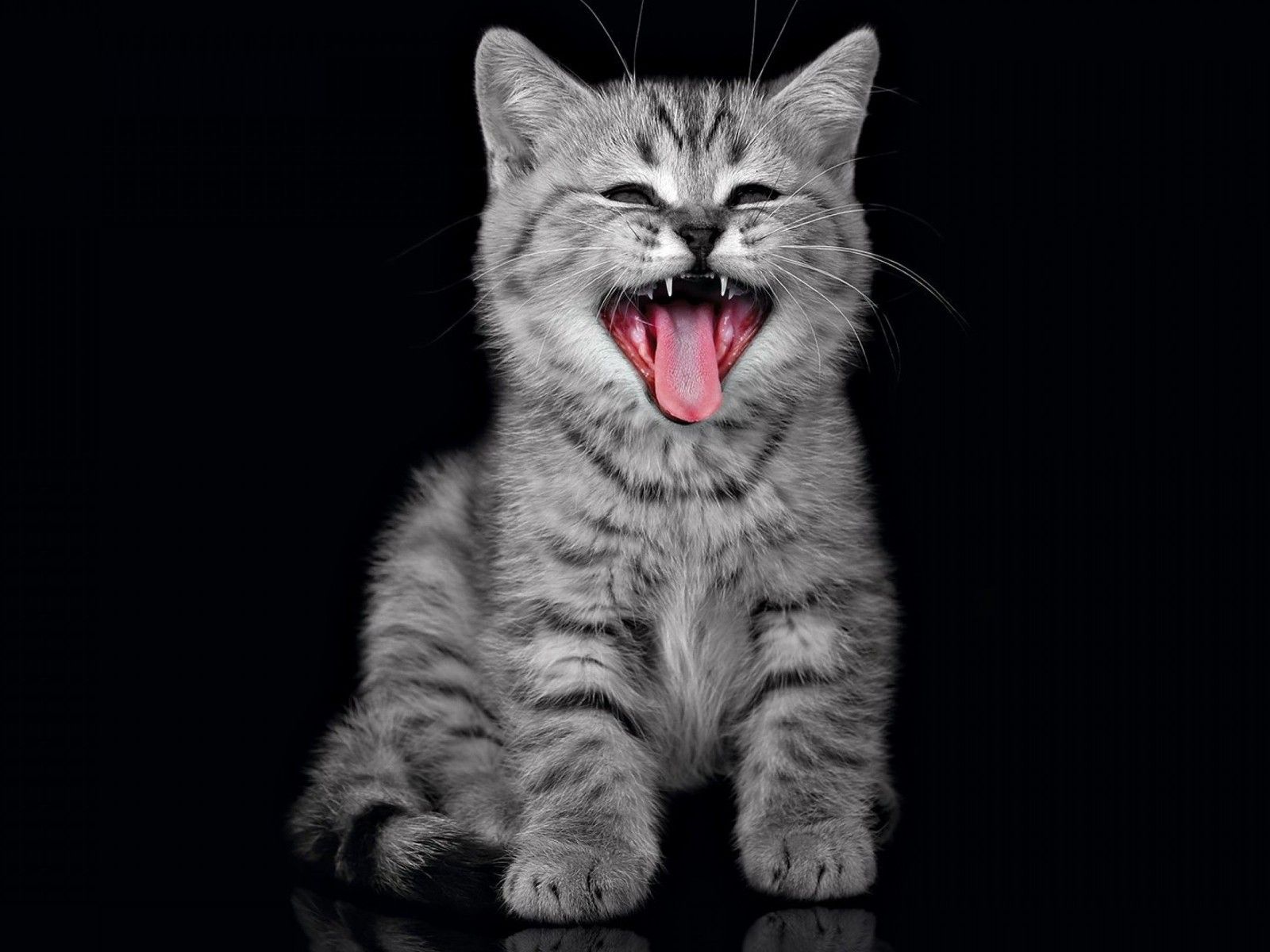 Cute Gray Kitten Wallpaper HD For Desktop, Wallpaper13.com