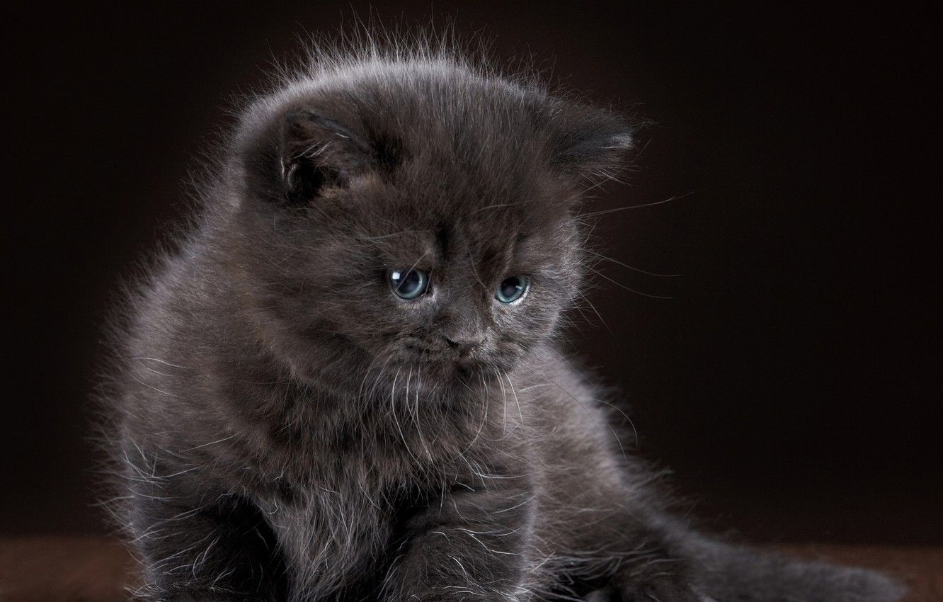 Cute Gray Kitty Wallpapers - Wallpaper Cave