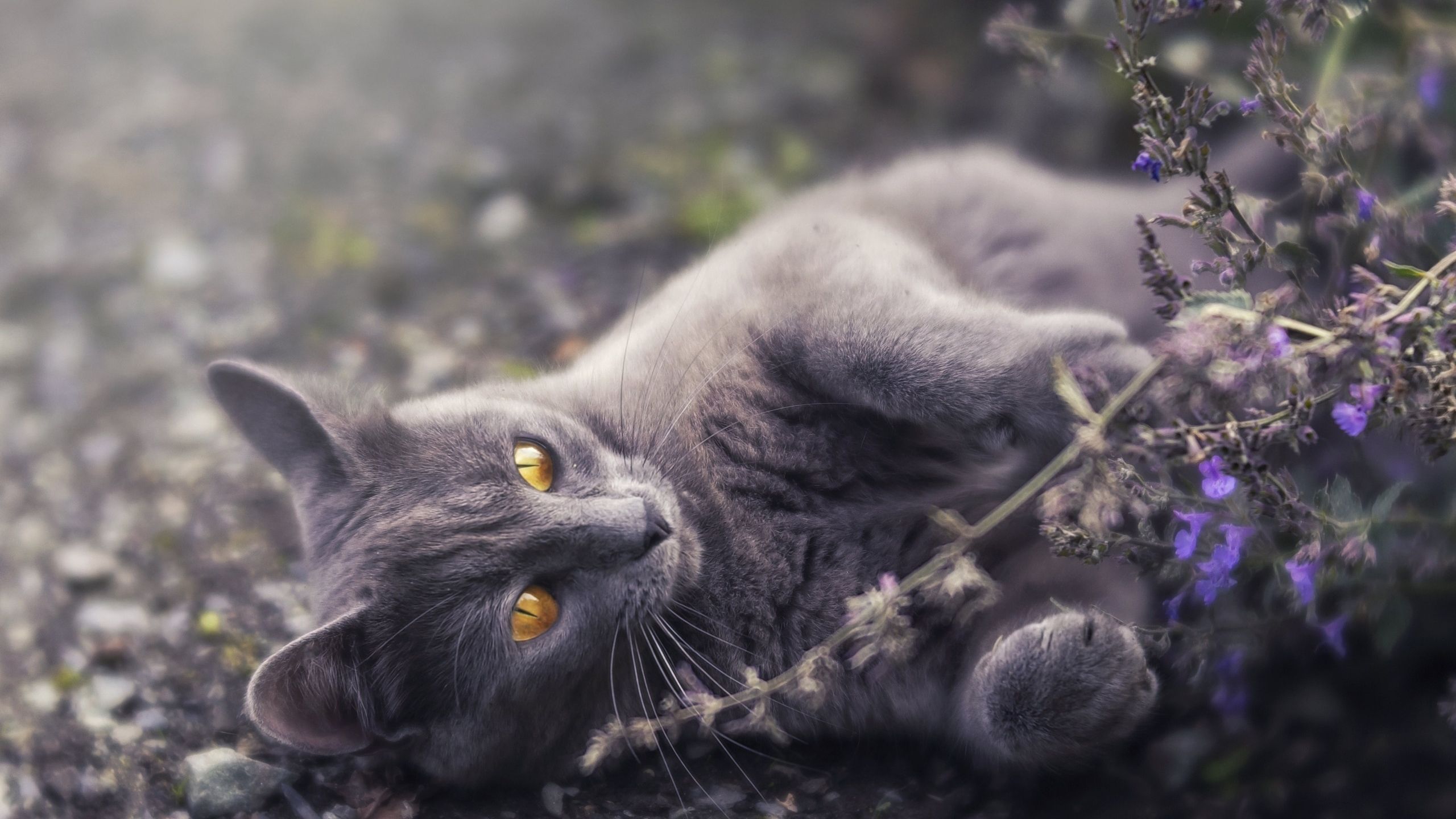 Desktop Wallpaper Cute, Gray Cat, Play, HD Image, Picture, Background, Df2322