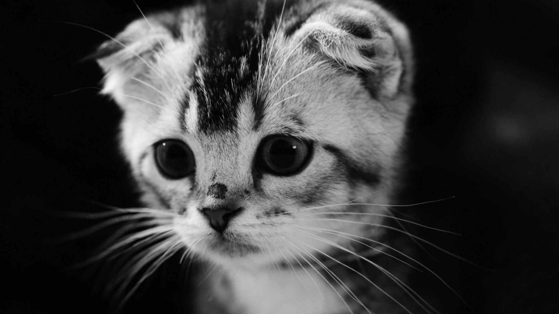 Cute Gray Kitten HD Wallpaper
